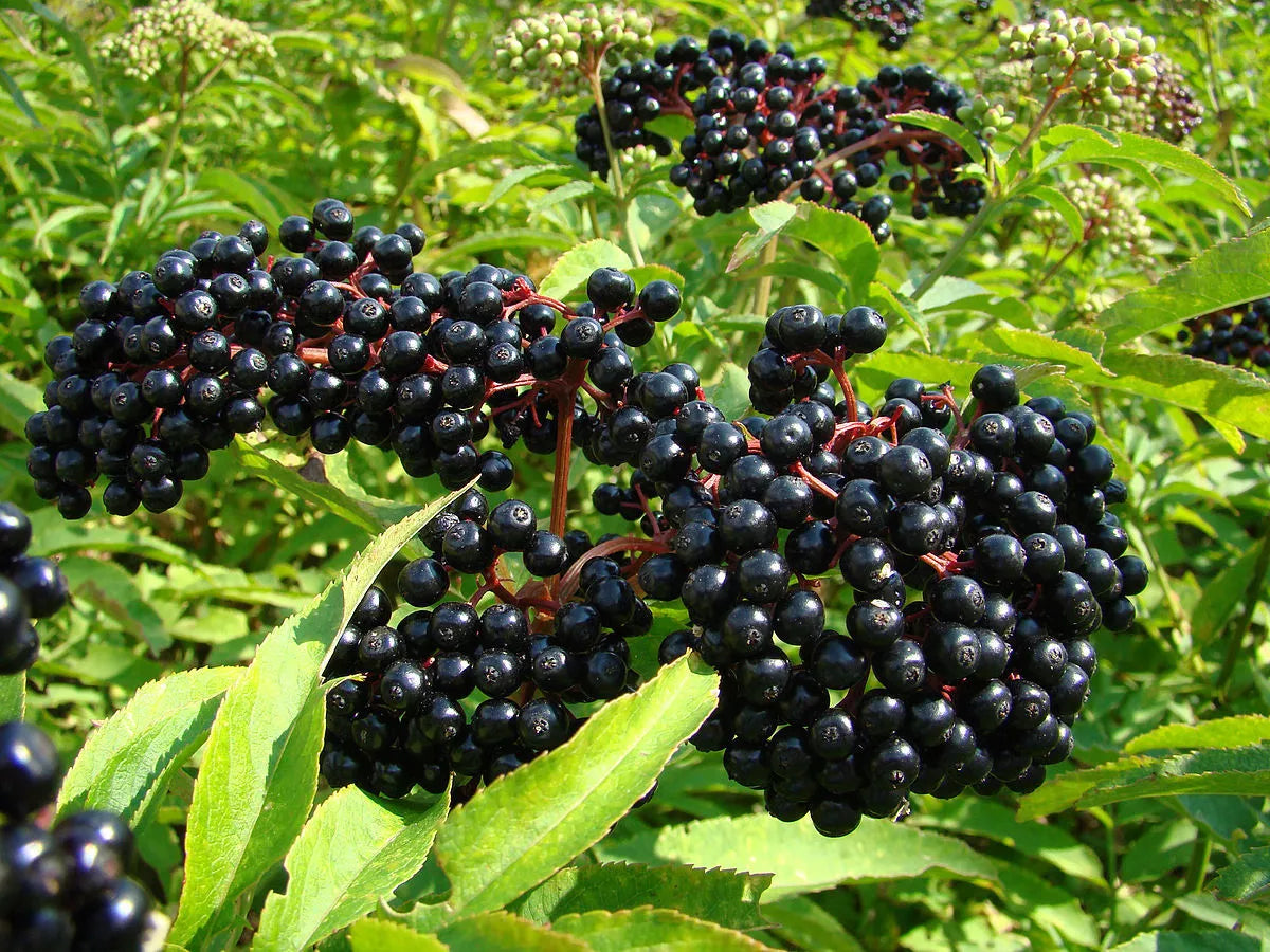 Black Elderberry Tree Seeds, 100 Count, Sambucus nigra, Organic Berry Plants for Garden and Landscaping