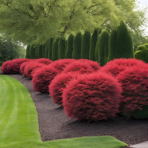 Dwarf Burning Bush Live Plant - Well Rooted 1-3 Year Shrub - Euonymus Alatus - Vibrant Red Foliage