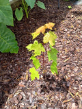 Sunset Maple Tree Seedlings | Bare Root | 4-6 Inches | Affordable Shade Tree | Acer rubrum 'Sunset'