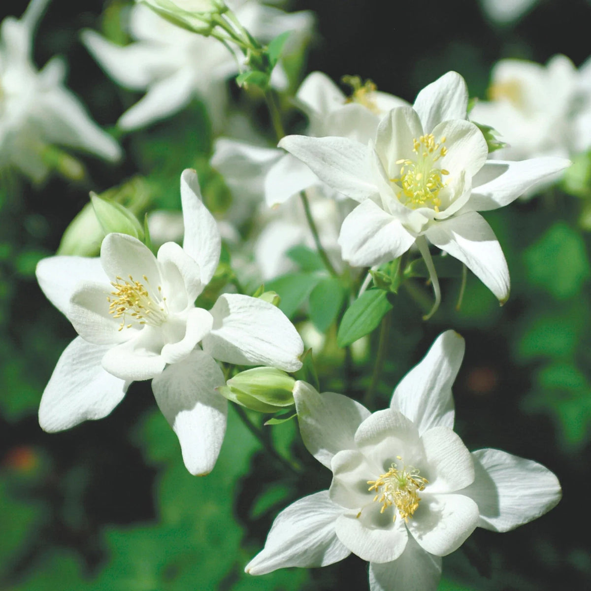 Columbine Seeds - Crystal Star Variety - Non-GMO - Aquilegia caerulea - Seed Store - Free Shipping