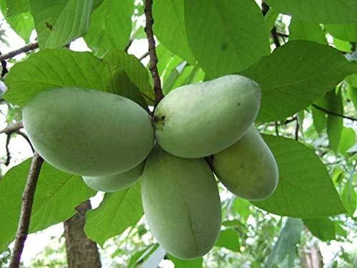 Banana Seeds - 5 Pack - Anna's Bananas - Paw Paw Tree - North American Variety (Asimina triloba)