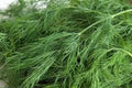 Dill Seed - 50+ Heirloom Non-GMO Seeds - Bouquet Variety - Fresh or Dried Herb