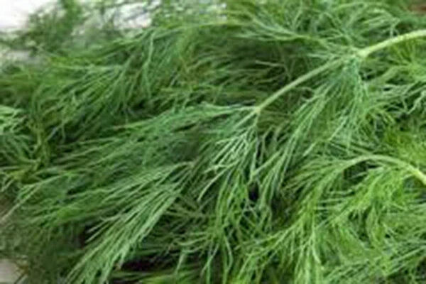 Dill Seed - 50+ Heirloom Non-GMO Seeds - Bouquet Variety - Fresh or Dried Herb
