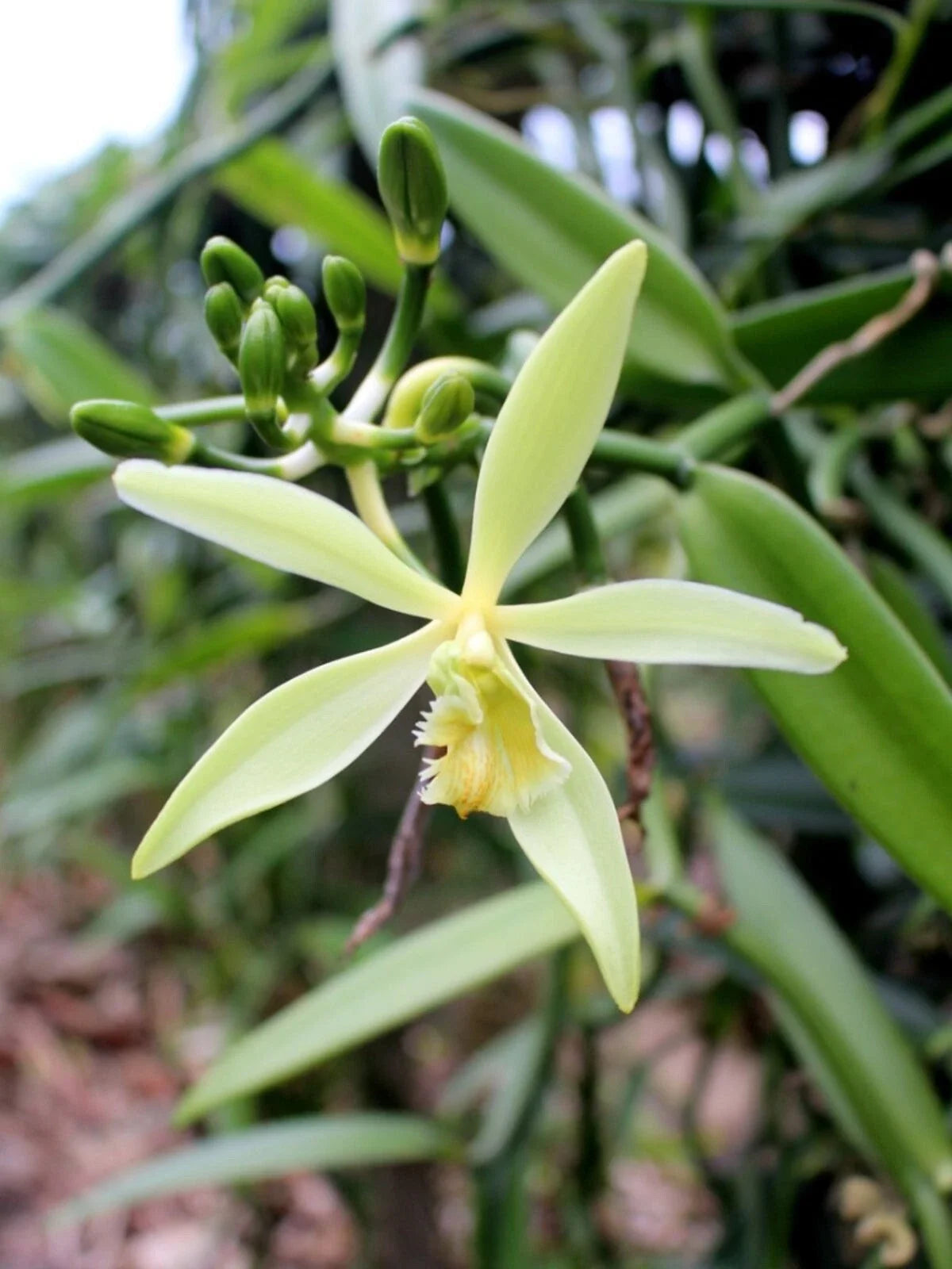 Organic Vanilla Orchid Starter Plant - Live 2.5"x3.5" Pot - Grow Your Own Vanilla Pods - Healthy Well Rooted Plant