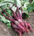 Beet Seeds - Cylindra - Non-GMO Heirloom - 100 Seeds - Beta vulgaris