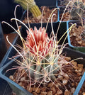 Mini Cactus Plant - Sclerocactus uncinatus wrightii - Cold Hardy with Long Hook Spines - Unique Desert Succulent