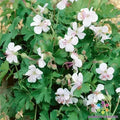 Harz Geranium Seeds - 25+ Pack for Garden Planting - Pelargonium x hortorum - USA