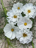 White Mix Cosmos Seeds - 200+ Count - Garden Planting - Cosmos bipinnatus - USA
