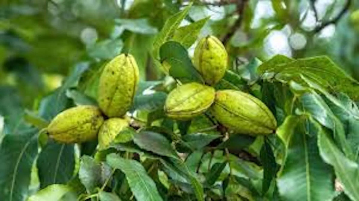 5 Hardy Pecan Trees 12-24in Tall Carya illinoensis Bare Root Plant - Edible Nut Tree for Warm Climates, USDA Zones 6-9