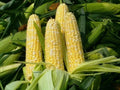 Organic Peaches & Cream Corn Seeds - Sweet Non-GMO - 30 Count - Zea mays