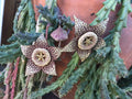 Orbea Variegata "Starfish" Succulent Cuttings 3"-4" - Unique Variegated Succulent Plant for Home Decor