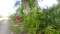 Florida Sabal Palmetto Palm Tree 12"-18" Live Plant, 2 Years Old, Rooted Garden Palm, Sabal palmetto