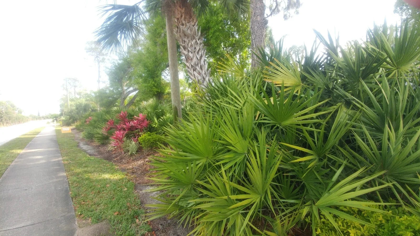 Florida Sabal Palmetto Palm Tree 12"-18" Live Plant, 2 Years Old, Rooted Garden Palm, Sabal palmetto