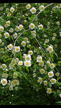 Scentless Mock Orange Cuttings 6-8" Long Philadelphus Inodorus - 3 Healthy Plant Cuttings for Gardening