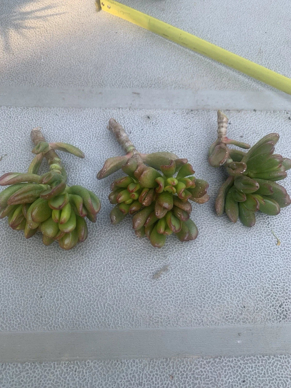 Crassula Ovata Gollum Compact Cuttings, 3 Live Cuttings, Ogres Ear, Hobbit Succulent, Jade Plant