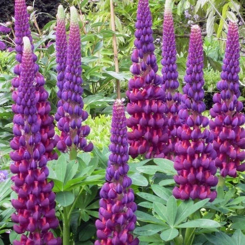 Masterpiece Lupine Seeds - 25 Perennial Hardy Flower Seeds - Lupinus polyphyllus - US Seller