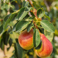 Forelle Pear Seeds - Edible Pyrus Pyrifolia Fruit Tree Seeds for Home Garden