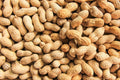 Peanut Seeds in Shell - 20 Count for Planting - Grow Your Own Peanuts - Arachis hypogaea