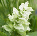 Clary Sage Flower Seeds 100 Count - White Swan Variety (Salvia sclarea) for Planting