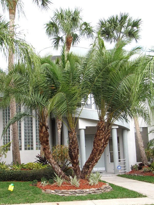 Senegal Hybrid Date Palm Tree 3.5 Years Old, 14-18 Inches Tall, Phoenix Reclinata