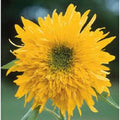 Double Quick Sunflower Seeds - 25 Pack - Perennial Blooming Flowers - Helianthus annuus