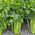 Tall Utah 52-70R Celery Seeds - Improved Variety for 2025 Planting, Apium Graveolens