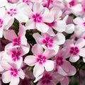 Creeping Phlox Live Starter Plants Set of 2 - Mix Colors Pink, White, Lavender - Phlox subulata