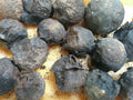Black Walnut Organic Nuts Seeds 30 pcs in Husks Hulls Juglans Nigra for Natural Hair Dye