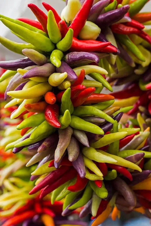 Cayenne Pepper Seeds - Fiesta Blend - Heirloom, Organic, Non-GMO - 50+ Seeds - Hot Variety
