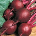 Beet Seeds 500+ Heirloom Ruby Queen Non-GMO Dark Red Sweet Beet (Beta vulgaris)