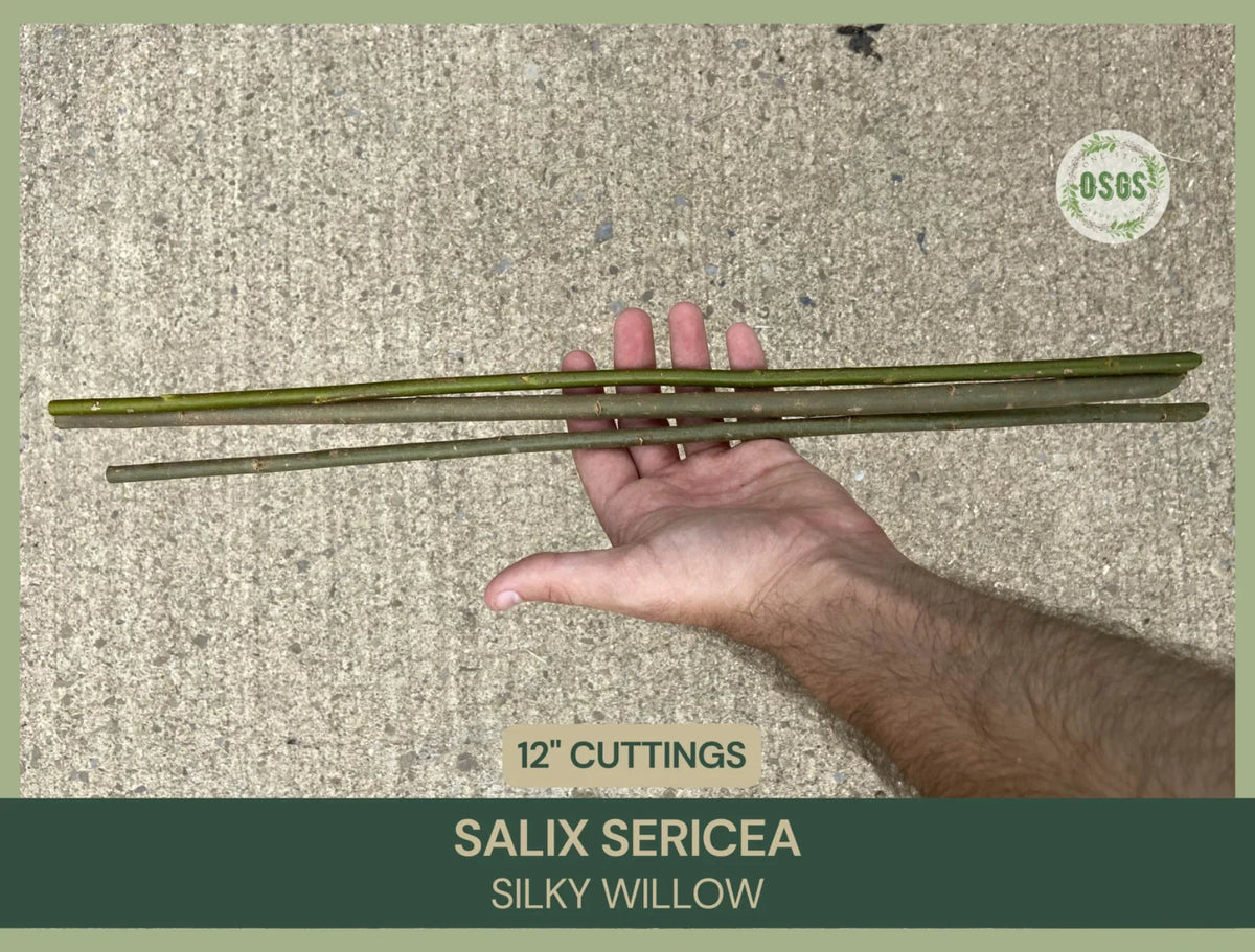 Silky Willow Cuttings | 12" Fresh Cuttings | Salix sericea | Native Plant Cuttings for Gardening