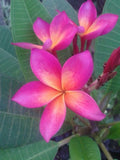 Plumeria Seeds - 5 Bright Pink Orange Flowers - Perennial Plants - Frangipani Seeds