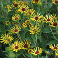 Little Henry Rudbeckia Seeds - 200+ Count - Garden Planting - Rudbeckia hirta - USA, Free Shipping