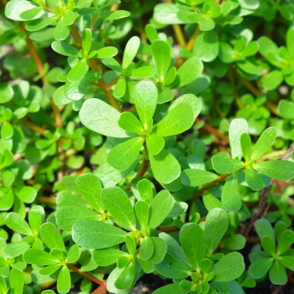 Green Purslane Seeds - 2025 Planting - Portulaca Oleracea - Verdolaga Lettuce Variety