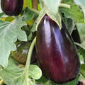 Eggplant Seeds, 500 Count, Black Beauty, Heirloom, Non-GMO, Vegetable Seeds