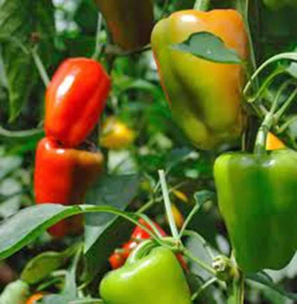 Bell Pepper Seeds - California Wonder Heirloom, 500+ Seeds, Large Fruit, Capsicum annuum