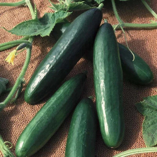 Diva Cucumber Seeds | Hybrid | Non-GMO AAS Winner | Cucumis sativus | Free Shipping