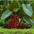 Hawaiian Punch Elephant Ear Plant - Small Rooted Starter - Colocasia esculenta - Tropical Foliage