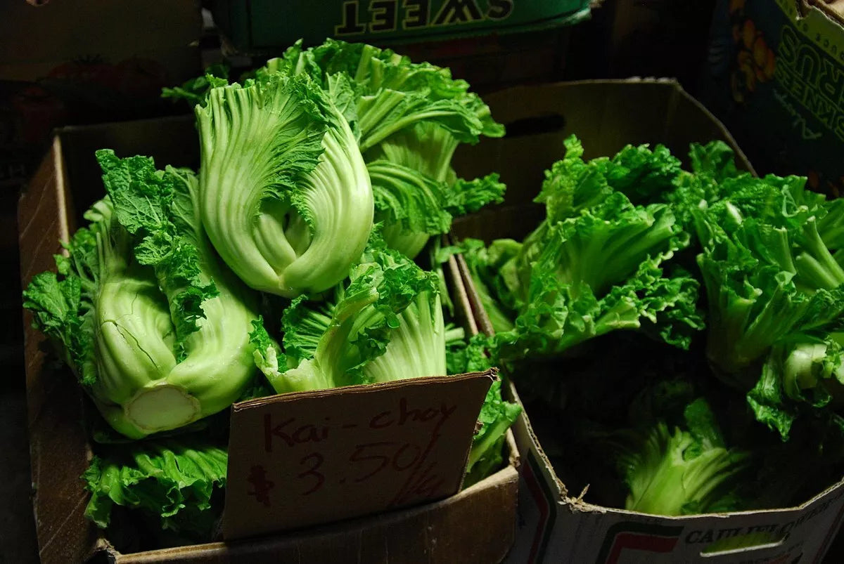 500 Seeds Oriental Mustard Gai Choy Brassica Juncea - Chinese Mustard Seeds for Garden Planting