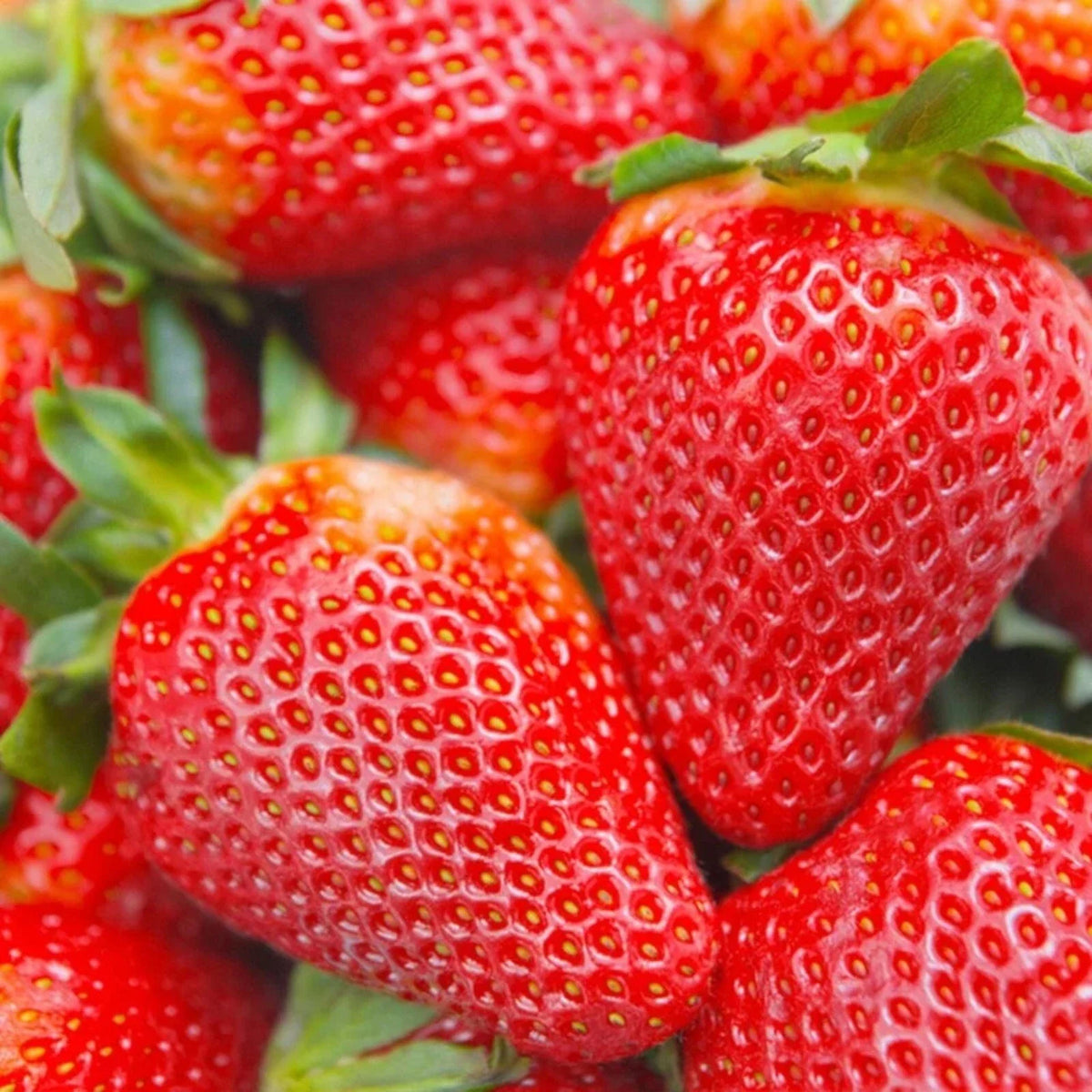 Cream Strawberry Seeds - 200 pcs Hardy Perennial Herb for Fall & Spring Planting, Fragaria × ananassa