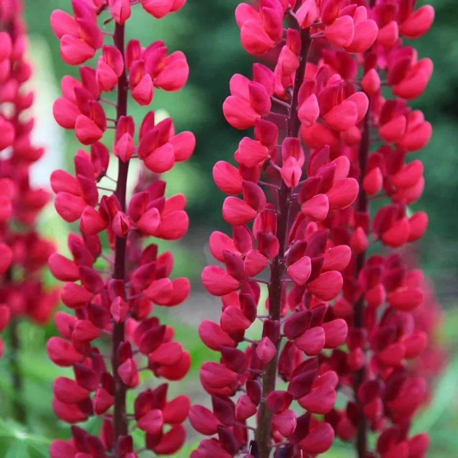 25 Lupine Seeds - Perennial Flower, Hardy Variety - Lupinus perennis - US Seller