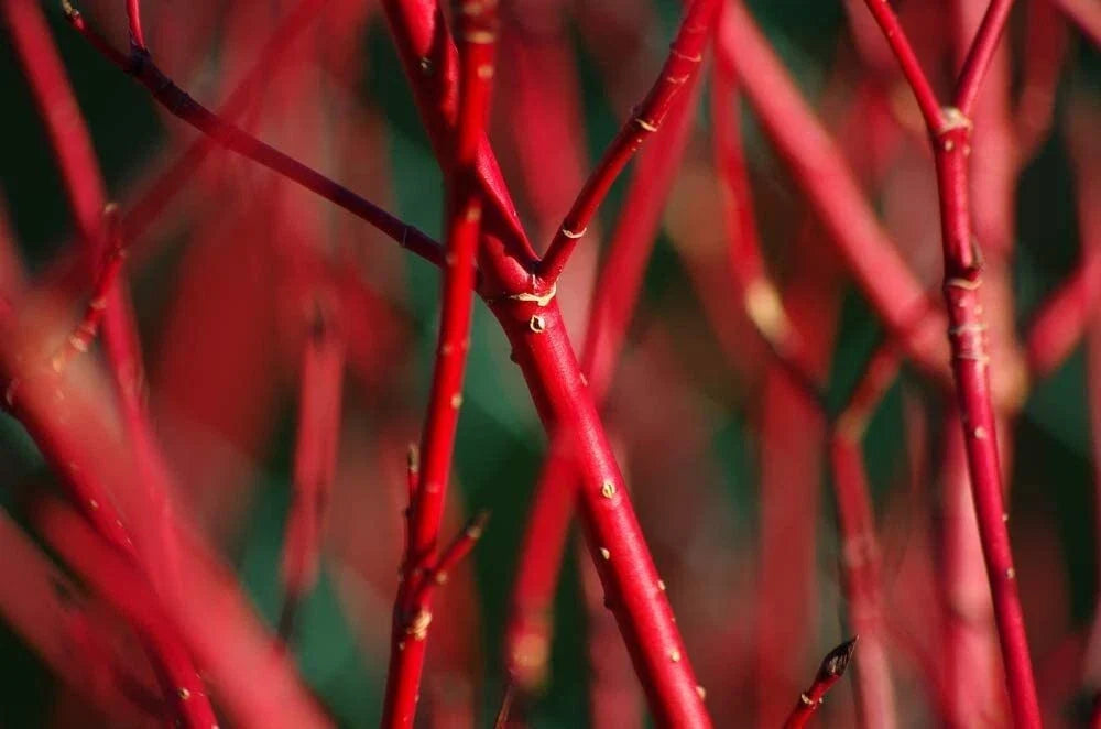 Red Dogwood Bush Cuttings - 2 Pack - No Roots - Easy to Grow - Cornus sericea