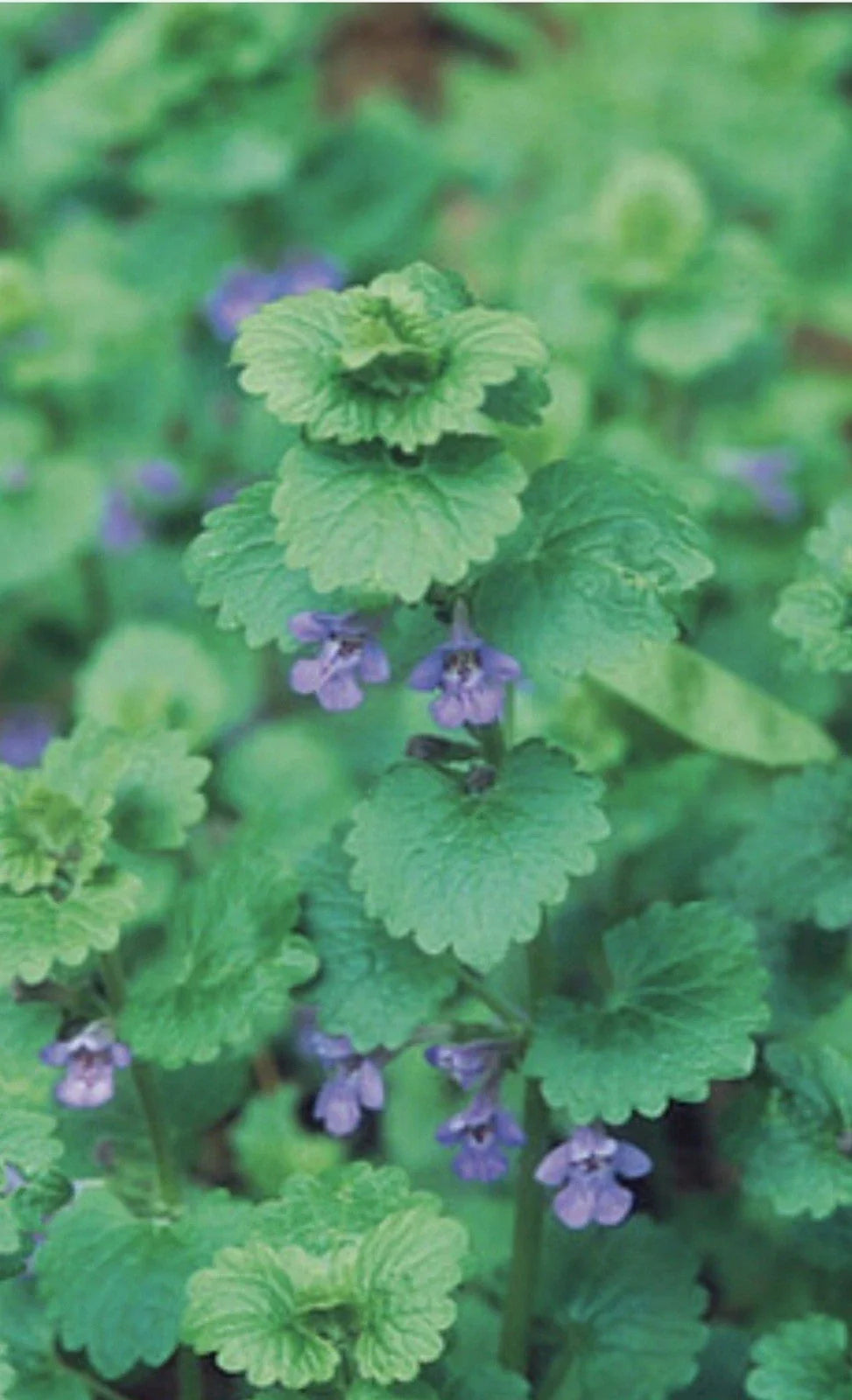 Creeping Charlie Live Vine Plant 10 Roots Evergreen Glechoma hederacea - Fast-Growing Indoor Hanging Greenery