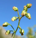 Tarragon Herb Seeds - 50 Seeds - Dragon Herb - Artemisia Dracunculus