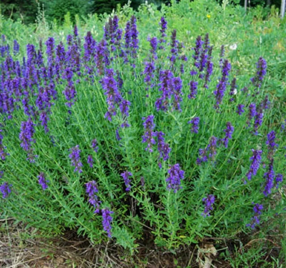 Hyssop Seeds 300 Heirloom Perennial Non-GMO Herb for Garden - Hyssopus officinalis