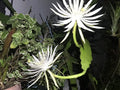 Epiphyllum Orchid Cactus Cuttings Bundle of 8 - White Flower Succulents, Epiphyllum spp.