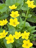 Yellow Swamp Marigold Seeds - 100 Count - Bidens Aristosa Mutica Flower Seeds for Planting
