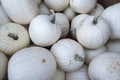 Blanco White Pumpkin Seeds - 10 Seeds for Planting - Ideal for White Jack-O-Lanterns - Cucurbita pepo