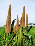 Pearl Millet Grass Seeds for Planting, Ornamental Variety, Pennisetum glaucum, Drought-Resistant, Fast-Growing