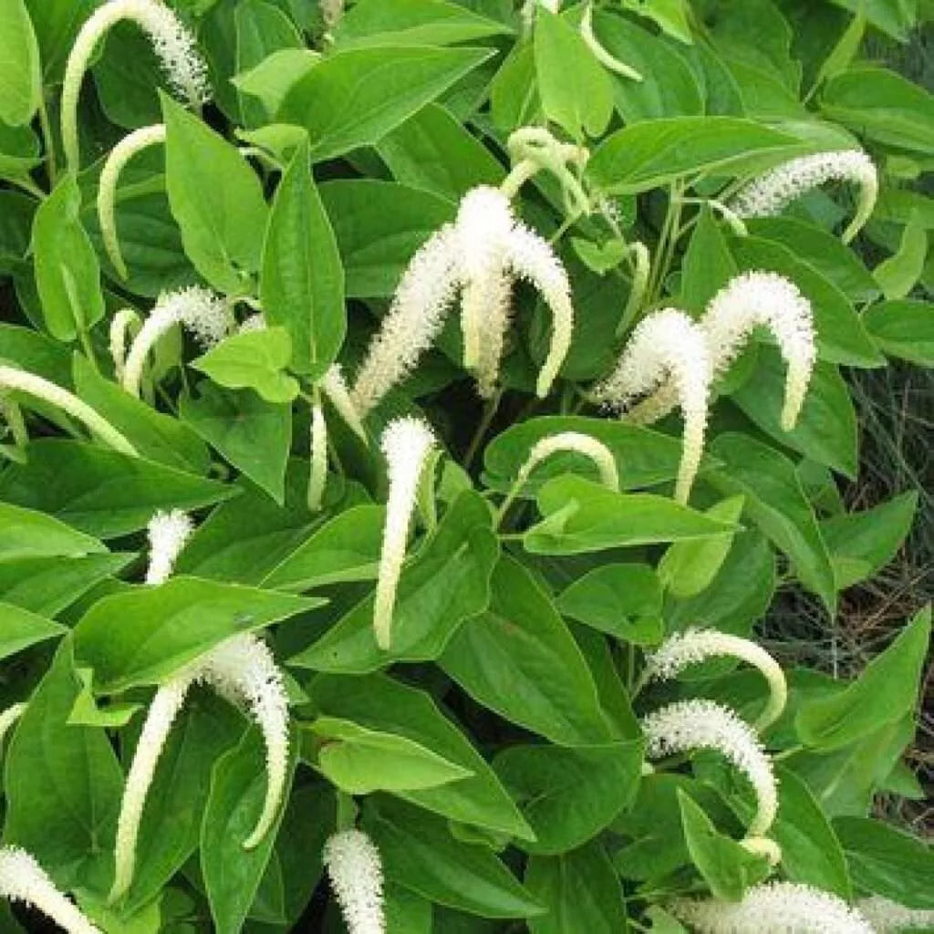Lizard's Tail Plants - 5 Bareroot Saururus cernuus - Winter Hardy Marginal Aquatic Pond Plant for Wetlands and Water Gardens